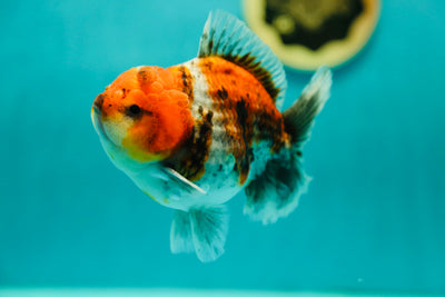 A Grade Calico Yuanbao Male 4-4.5 inches #0421YB_05