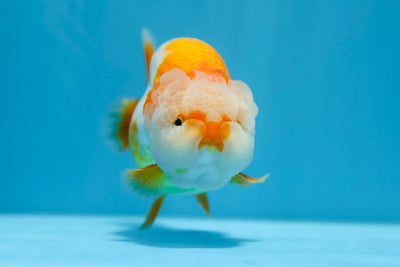 León macho AAA Super Lionchu de 4,5 a 5 pulgadas n.° 0113RC_25