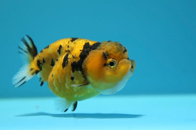 Femelle Lionchu Tigre 3-3,5 pouces #0210RC_02