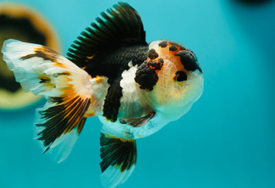 Tricolore Oranda Mâle 4 pouces #0331OR_12