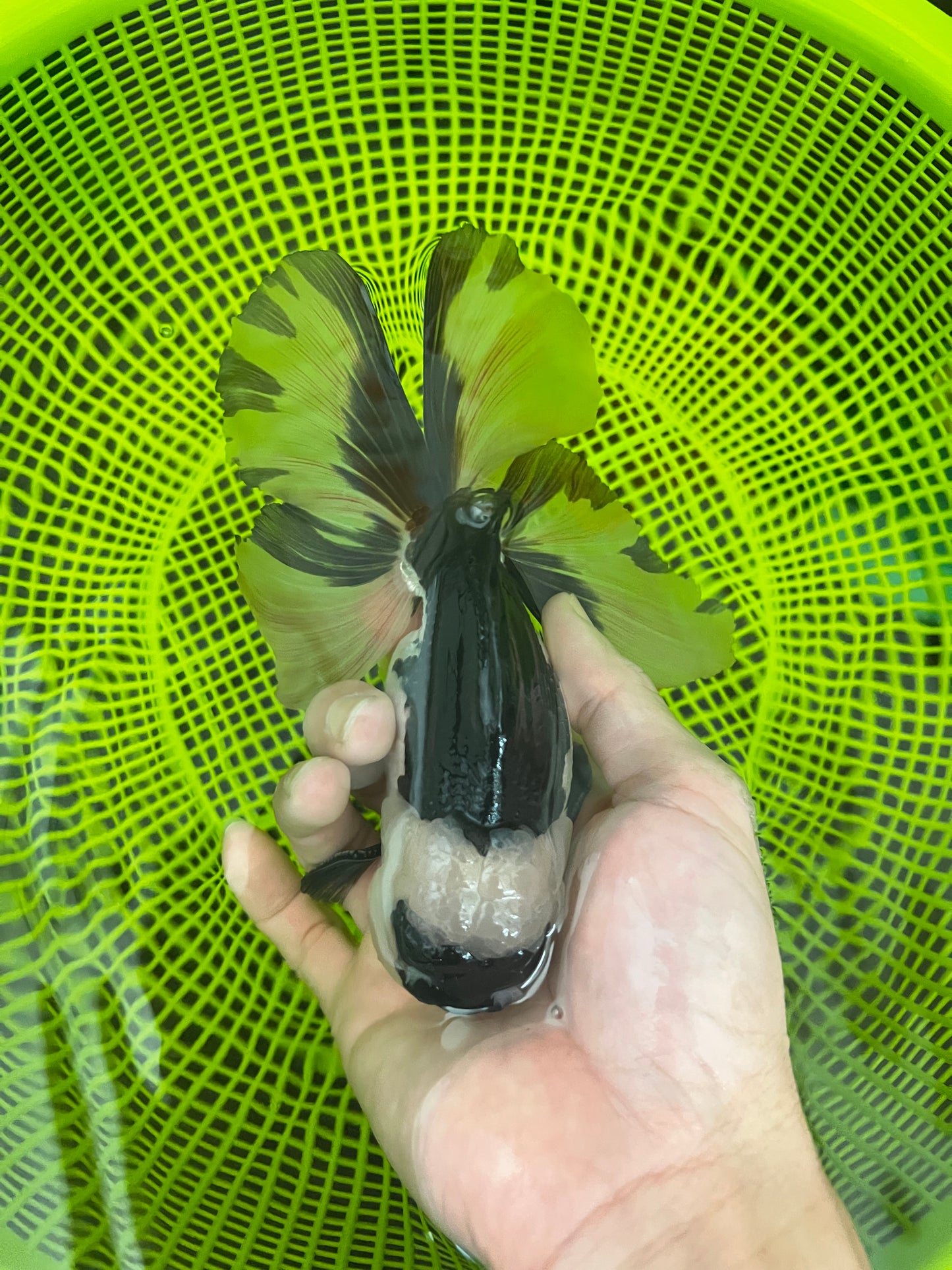 Oranda Panda Mâle 4,5-5 pouces #1230OR_07