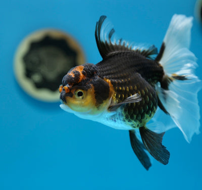 Tricolor Oranda Female 5-5.5 inches #0112OR_23