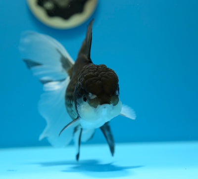 Panda Oranda Hembra 5-5.5 pulgadas #0112OR_20