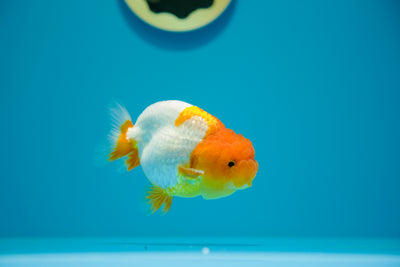 León chu rojo y blanco supergrande de 3,5 a 4 pulgadas, macho n.° 2