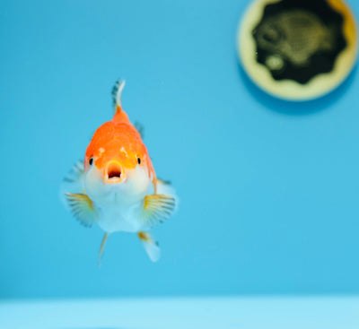 AAA Yuanbao Rojo Blanco Hembra 4-4,5 pulgadas #1216YB_02