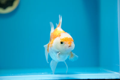 Oranda de cuerpo súper redondo n.° 15, 4 a 4,5 pulgadas (hembra)