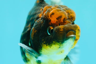 Femelle tigre foncé Yuanbao 3,5 à 4 pouces #0331YB_03