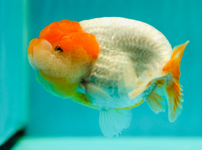 Roi Lion Mâle de catégorie A 4-4,5 pouces #0331LC_06