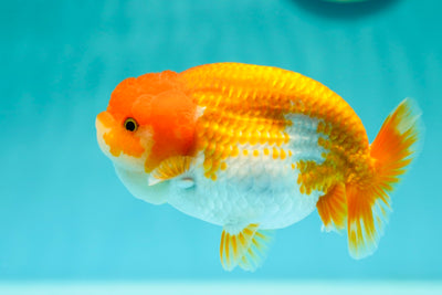 LionQueen 4,5 pouces #0407LO_01