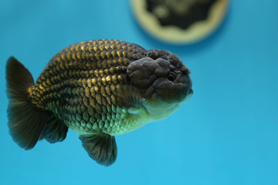 Super Black Lionchu 4.5-5 inches Male #1223RC_03