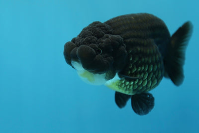 Super Black Lionchu 4-4.5 inches Female #1223RC_02