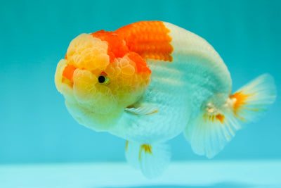 Roi Lion de catégorie AAA 4,5 à 5 pouces #0407LO_05