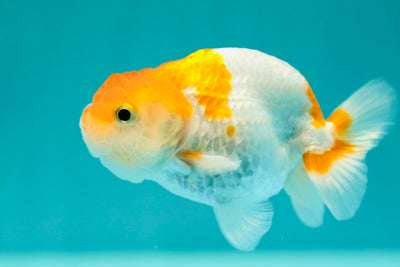 Buffalo Ranchu mâle 3,5 pouces #0324RC_04