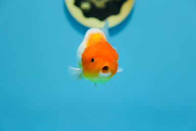 Lionchu 3,5-4 pulgadas Macho #1209_11