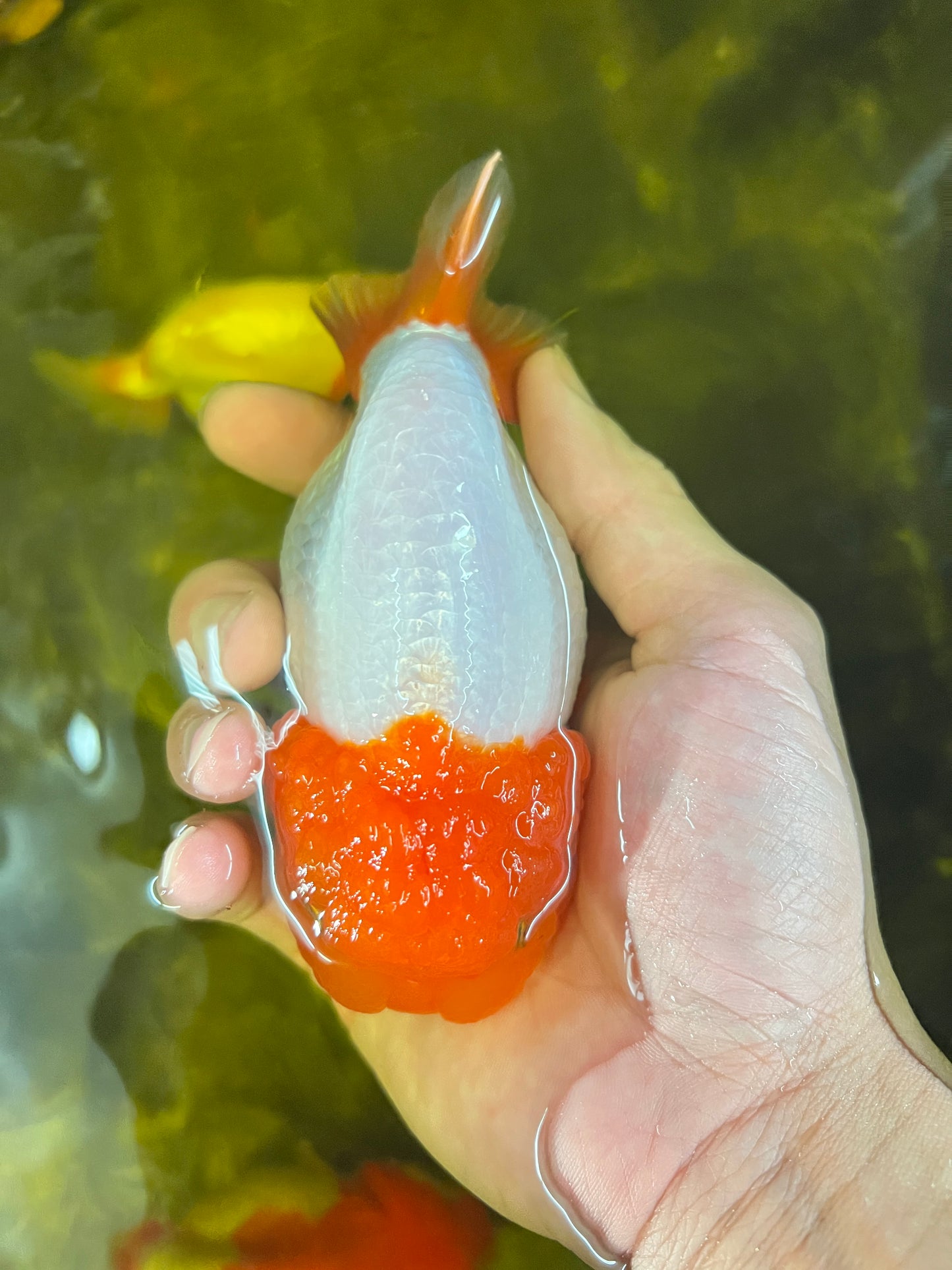 AAA Lionchu Red Head Female 4.5-5 inches #1212_01