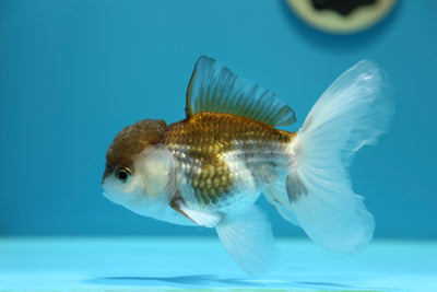Thai Oranda Panda Mâle 4,5-5 pouces #0127OR_04