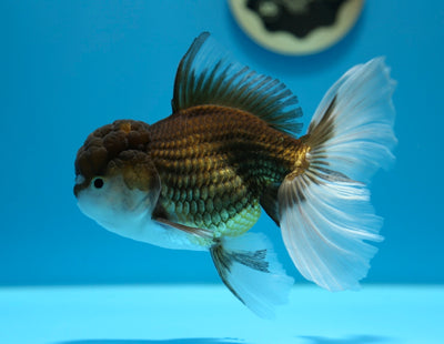 Tricolor Oranda Male 5-5.5 inches #0112OR_21