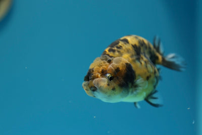 Femelle Lionchu Tigre 3,5-4 pouces #0210RC_03