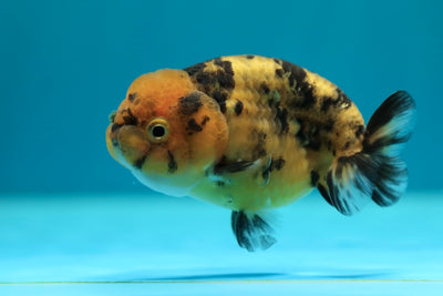 Tigre femelle Lionchu 3,5 pouces #0224_09