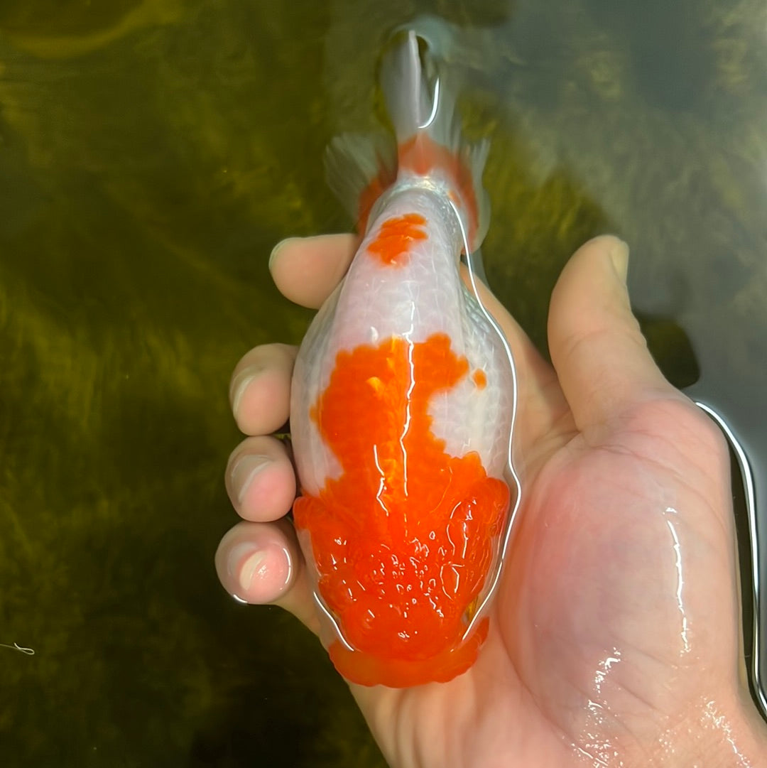 Buffle thaï Ranchu femelle 4 pouces #0310RC_08