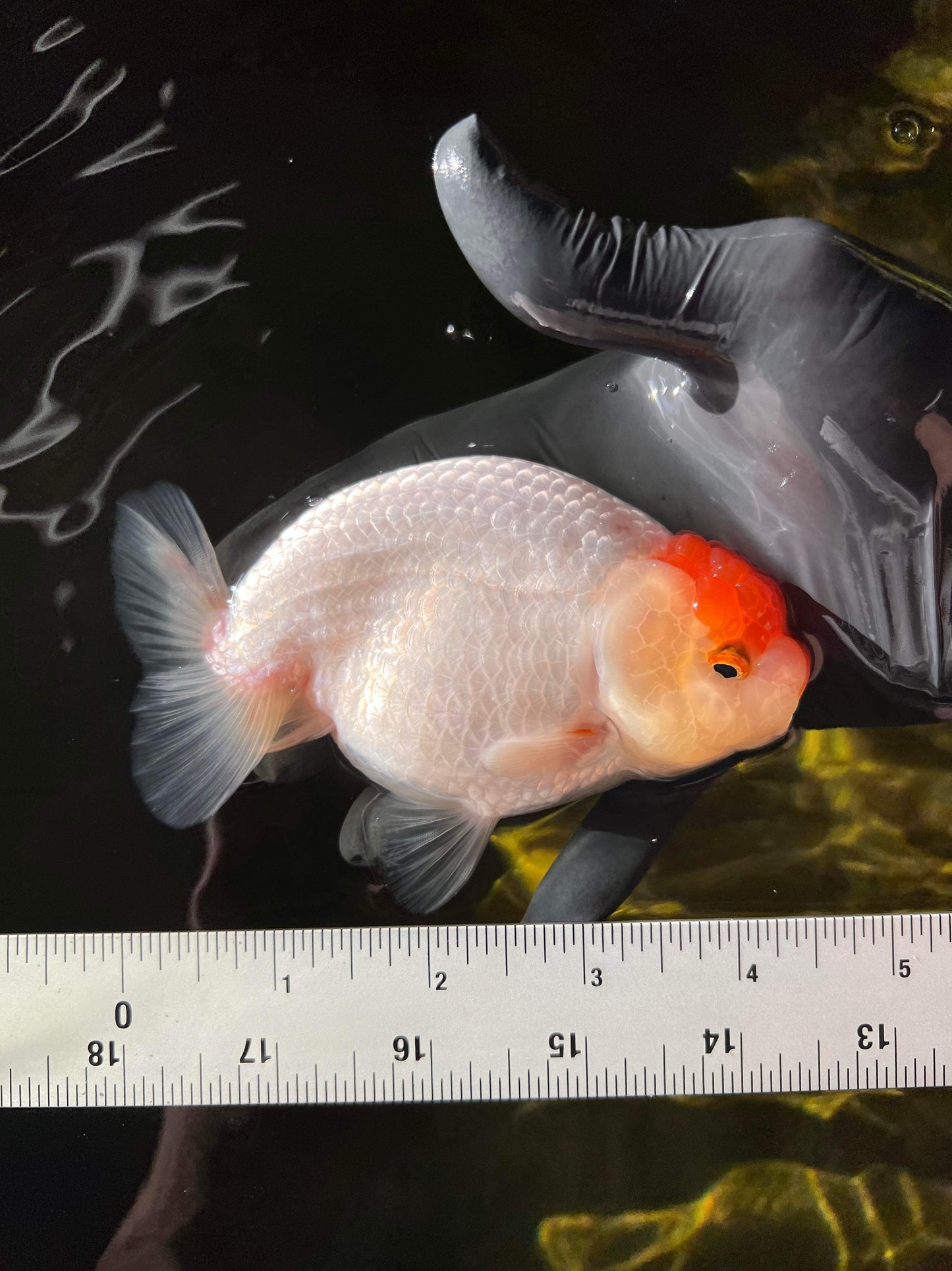 Tancho Buffalo Ranchu Femelle 4,5 pouces #0317RC_24