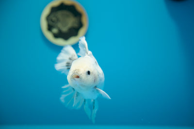 Super Oreo #10 Oranda 5-5,5 pulgadas Hembra