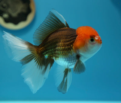 Thai Oranda Tricolor Mâle 5-5,5 pouces #0127OR_02