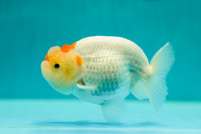 Buffle rouge et blanc mâle 4,5 à 5 pouces #0421RC_13