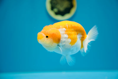 Super Sakura Lionchu 4,5-5 pulgadas Macho #9