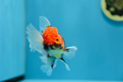 Oranda tricolor super macho de 5 a 5,5 pulgadas n.° 1109TO_08