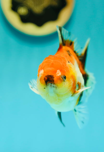 Déformation de la bouche Yuanbao mâle 4 pouces #0331YB_05