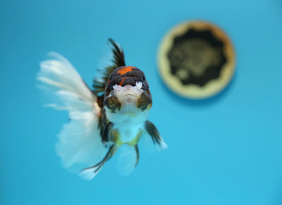 Tricolore Oranda Mâle 5-5,5 pouces #1216OR_03