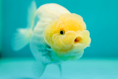 AAA Grade Rare Lemonhead Blanche Neige LionQueen 4,5 pouces #0414LC_05