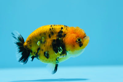 Super Tiger Lionchu 3-3,5 pulgadas #1223RC_15