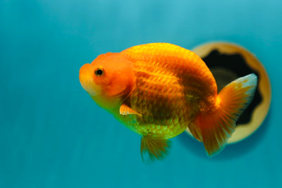 Buffle thaï Ranchu femelle 4,5 pouces #0310RC_02