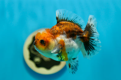 Oranda Calico Mâle 4-4,2 pouces #0210OR_10