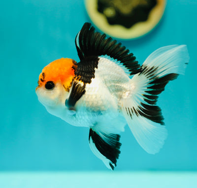 AAA Grade Tricolor Oranda Male 4-4.5 inches #0407OR_04