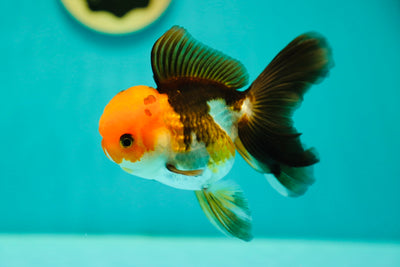 Femelle Oranda tricolore 4,5 pouces #0414OR_08