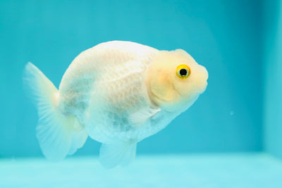 Buffle thaïlandais Ranchu Blanche-Neige Femelle 4 pouces #0310RC_03