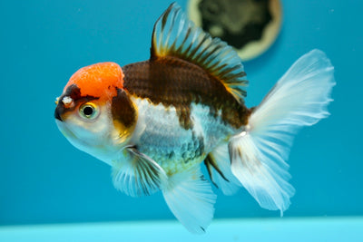 Oranda Tricolor Mâle 6 pouces #0210OR_13