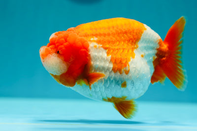 Super Show Grade LionQueen 5.5 inches #0224_05