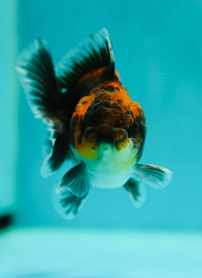 Dark Kirin Oranda Male 3.5-4 inches #0414OR_16