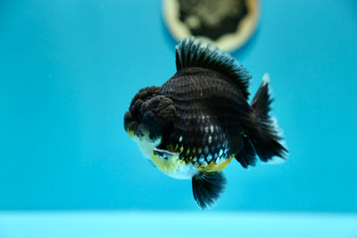 Yuanbao Kirin Male 4-4.5 inches #0203YB_03