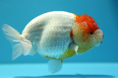 Super LionQueen 5.5-6 inches #0127RC_10