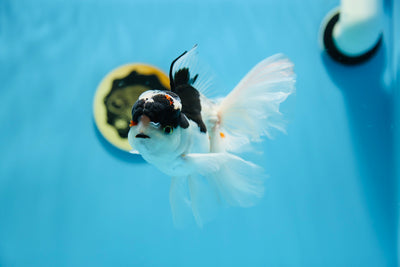 AAA Panda Oranda Mâle 5,5-6 pouces #1201_19