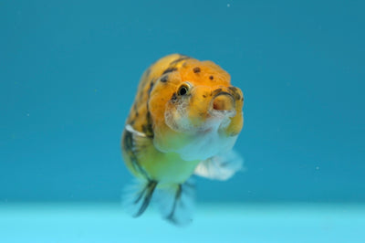 Femelle Lionchu Tigre 3,5-3,7 pouces #0210RC_01