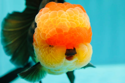 Mâle Oranda tricolore de catégorie A 5 pouces #0310OR_24