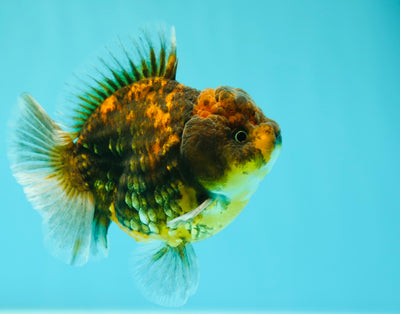 Yuanbao Dark Tiger Mâle 4 pouces #0331YB_01