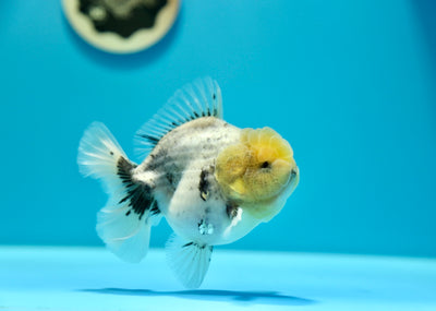 Yuanbao White Tiger Lemon head Male 4-4.5 inches #0203YB_05