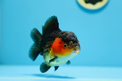 AAA Yuanbao Apache 4-4,5 pulgadas Hembra #1209_03